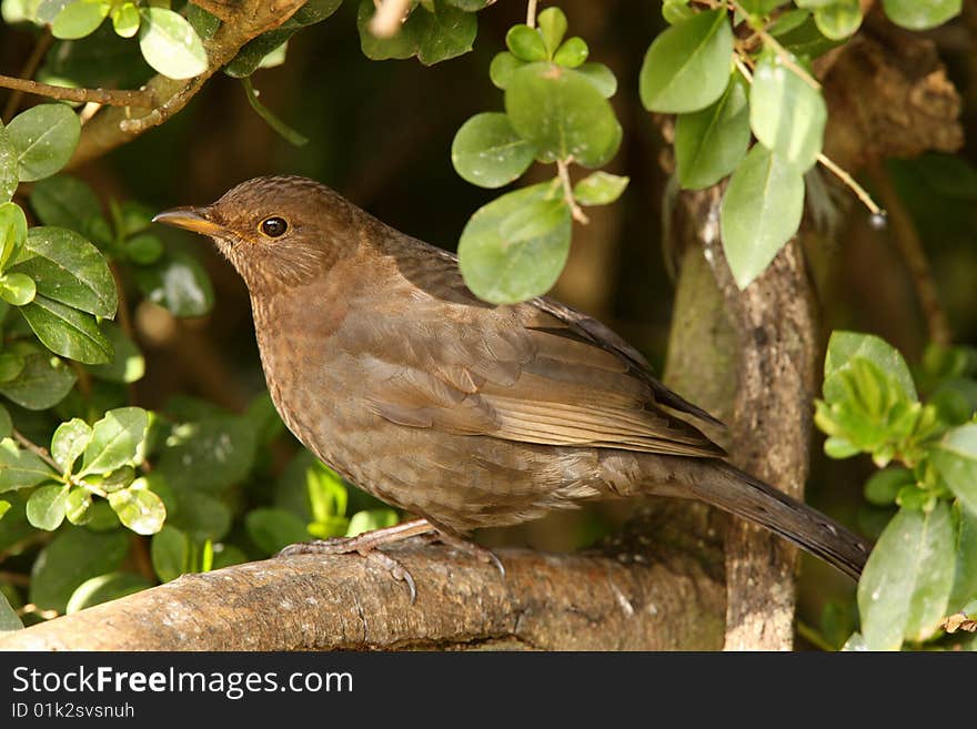 Female Blackbird