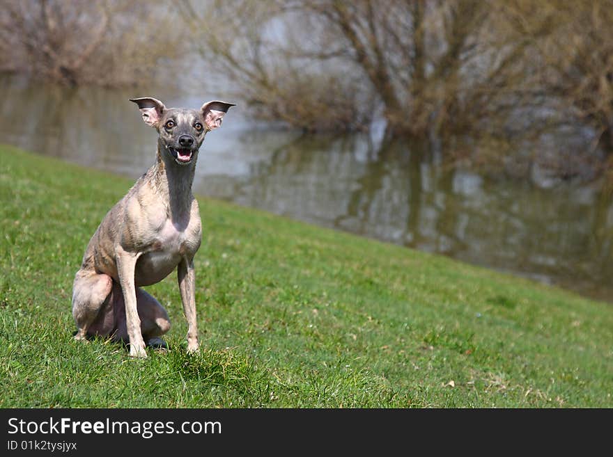 Qualified whippet sitting in the grass. Qualified whippet sitting in the grass