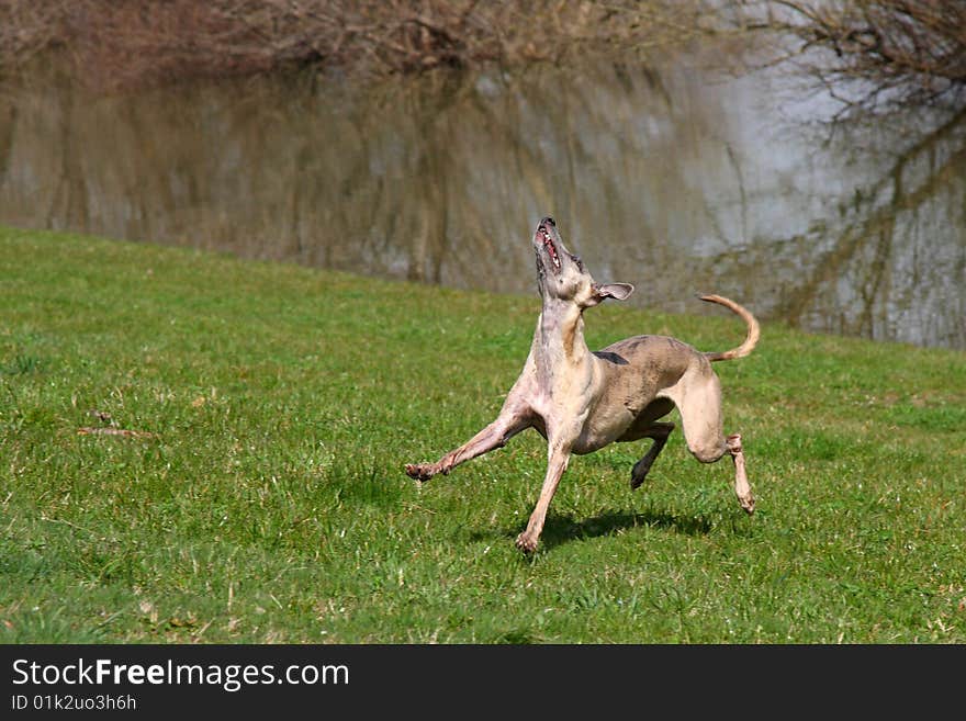 Whippet playing