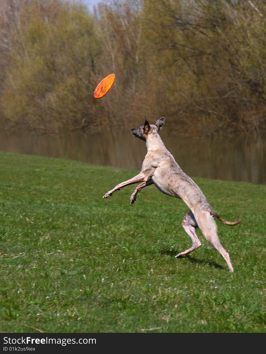 Whippet playing