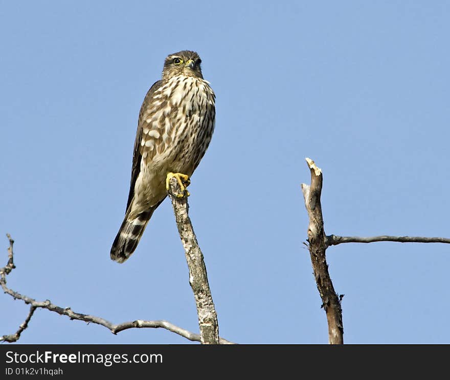 Merlin perched atop a dead branch against blue sky. Merlin perched atop a dead branch against blue sky