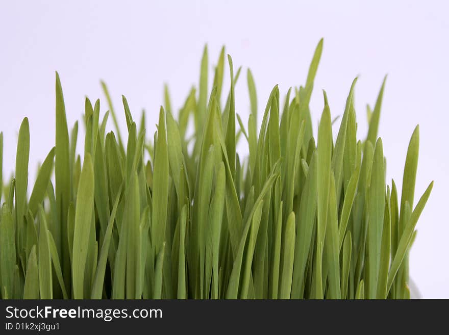 Green Grain On A White Background