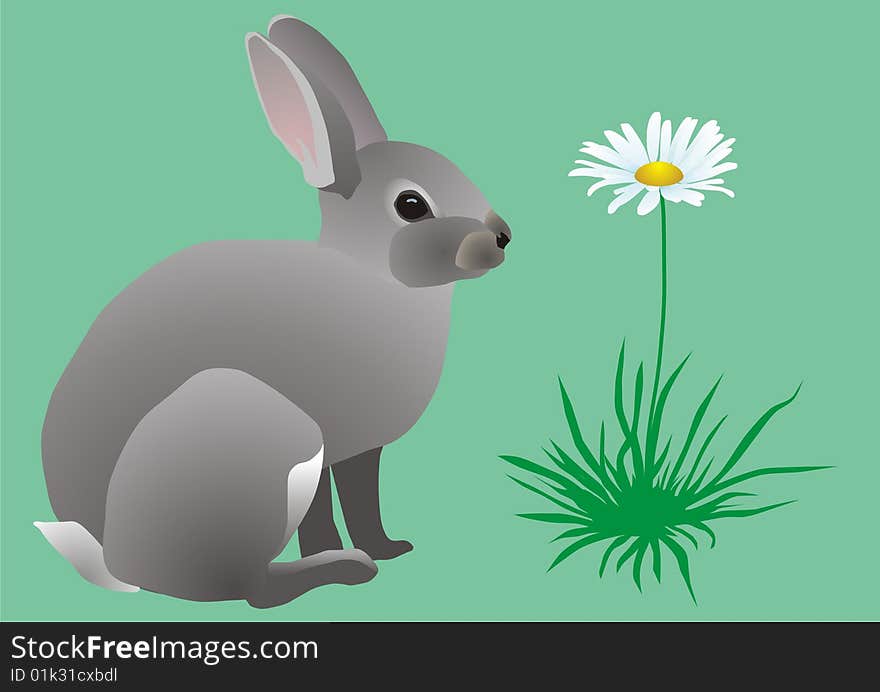 Easter Grey Hare