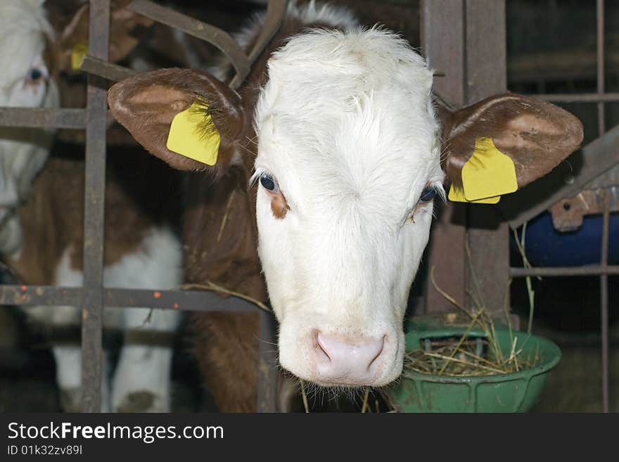 Head of the calf that check from the gate. Head of the calf that check from the gate