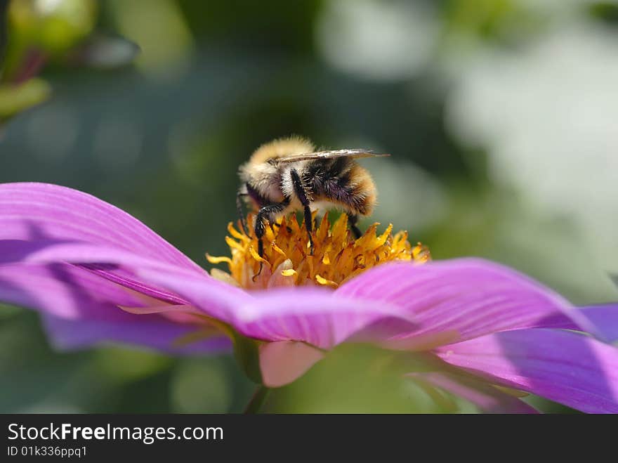 Close-up bumblebee on flower collects nectar