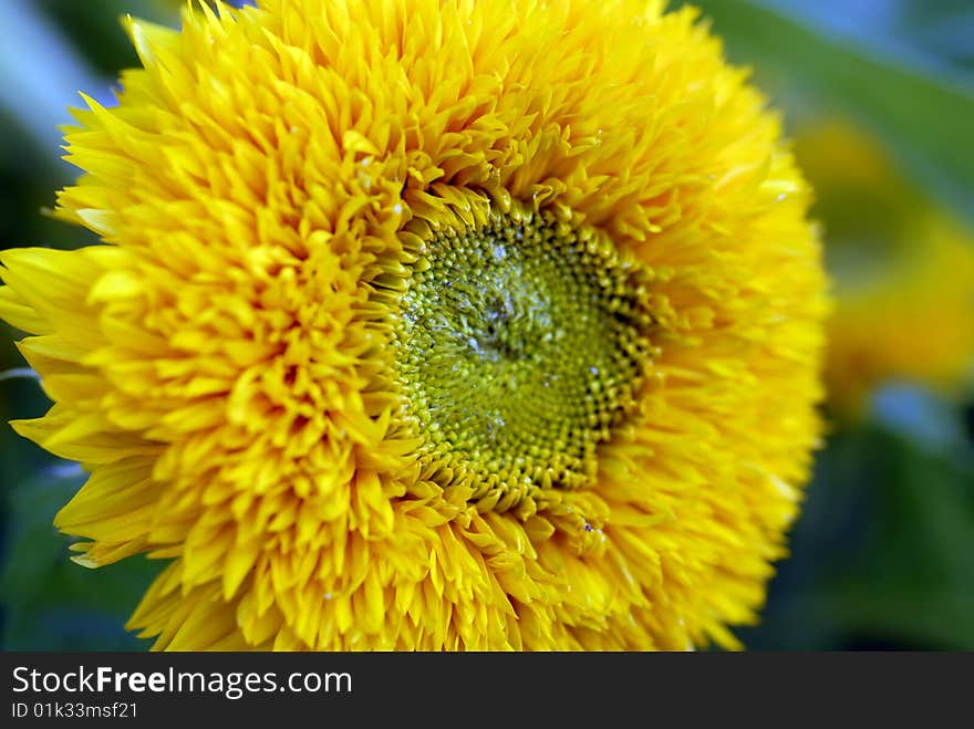 Beautiful yellow decorative Sunflower petals closeup