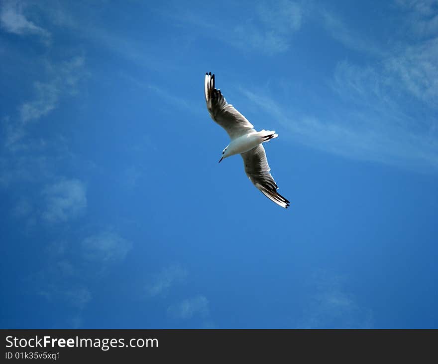 A flying gull captured from below.