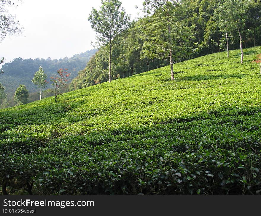 Tea Plantation - Indonesia