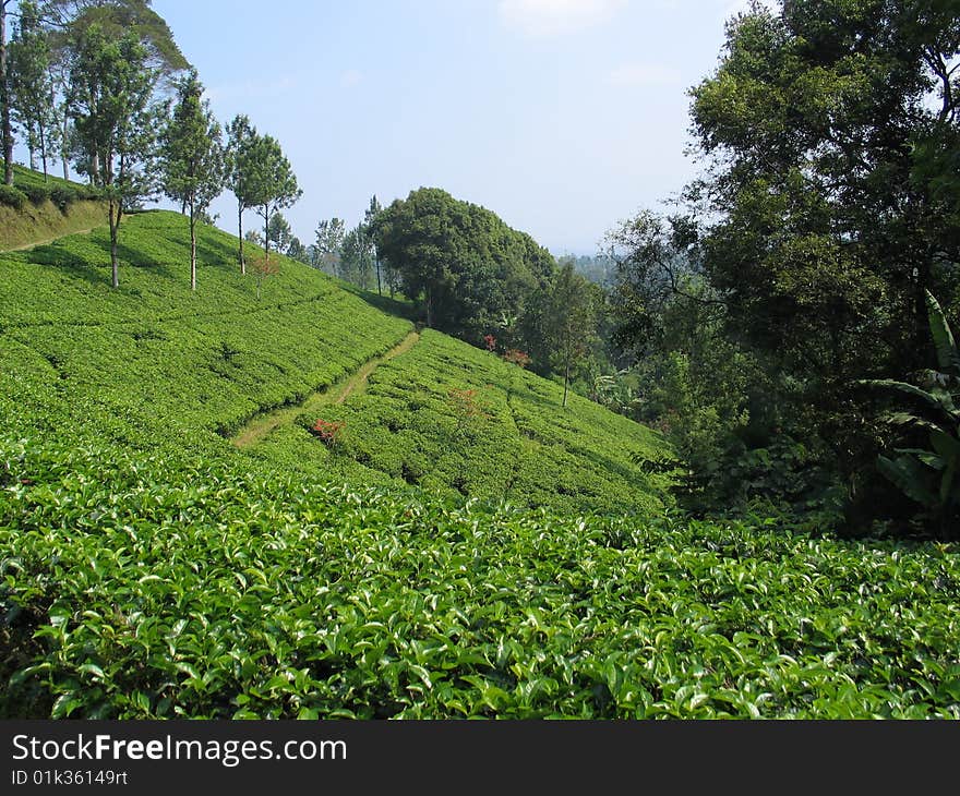 Tea plantation on sunny hill side - Indonesia. Tea plantation on sunny hill side - Indonesia