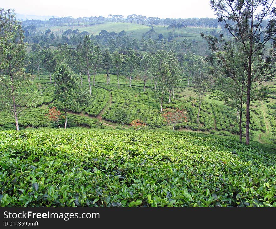 Tea Plantation - Indonesia