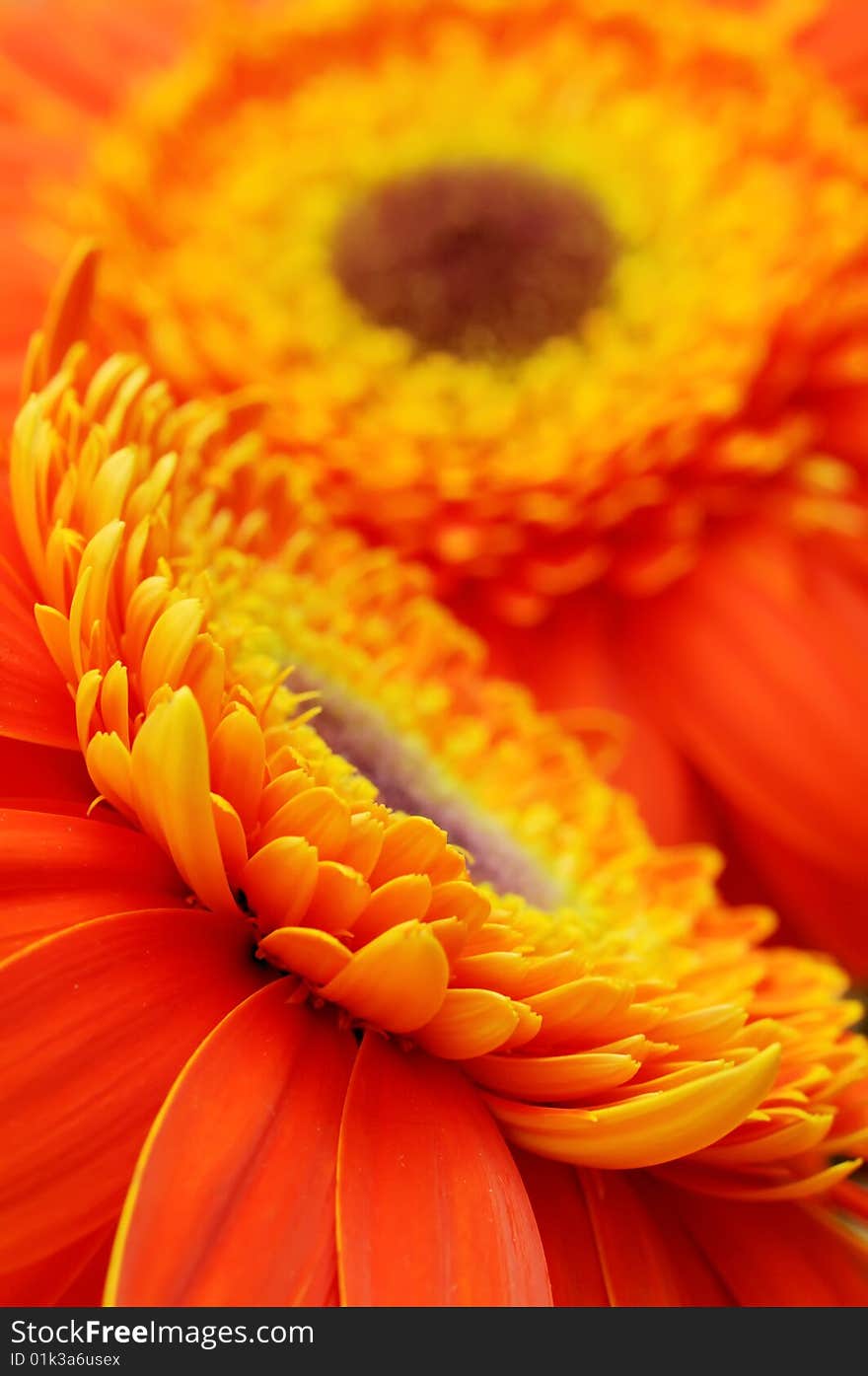 Flower background - orange yellow gerber daisies macro