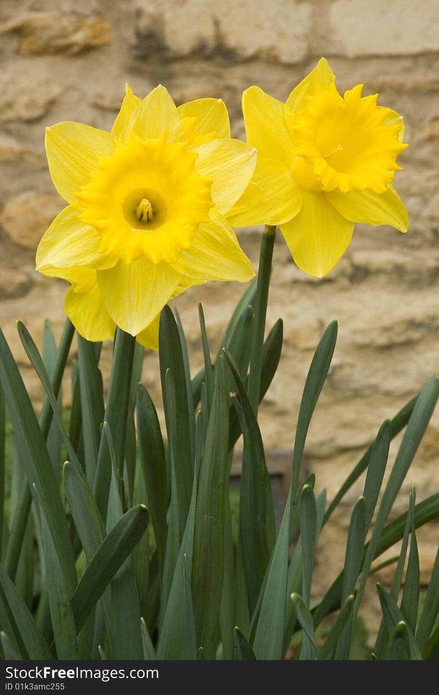 Jonquil (Narcissus pseudonarcissus) by the stone wall in the garden. Jonquil (Narcissus pseudonarcissus) by the stone wall in the garden