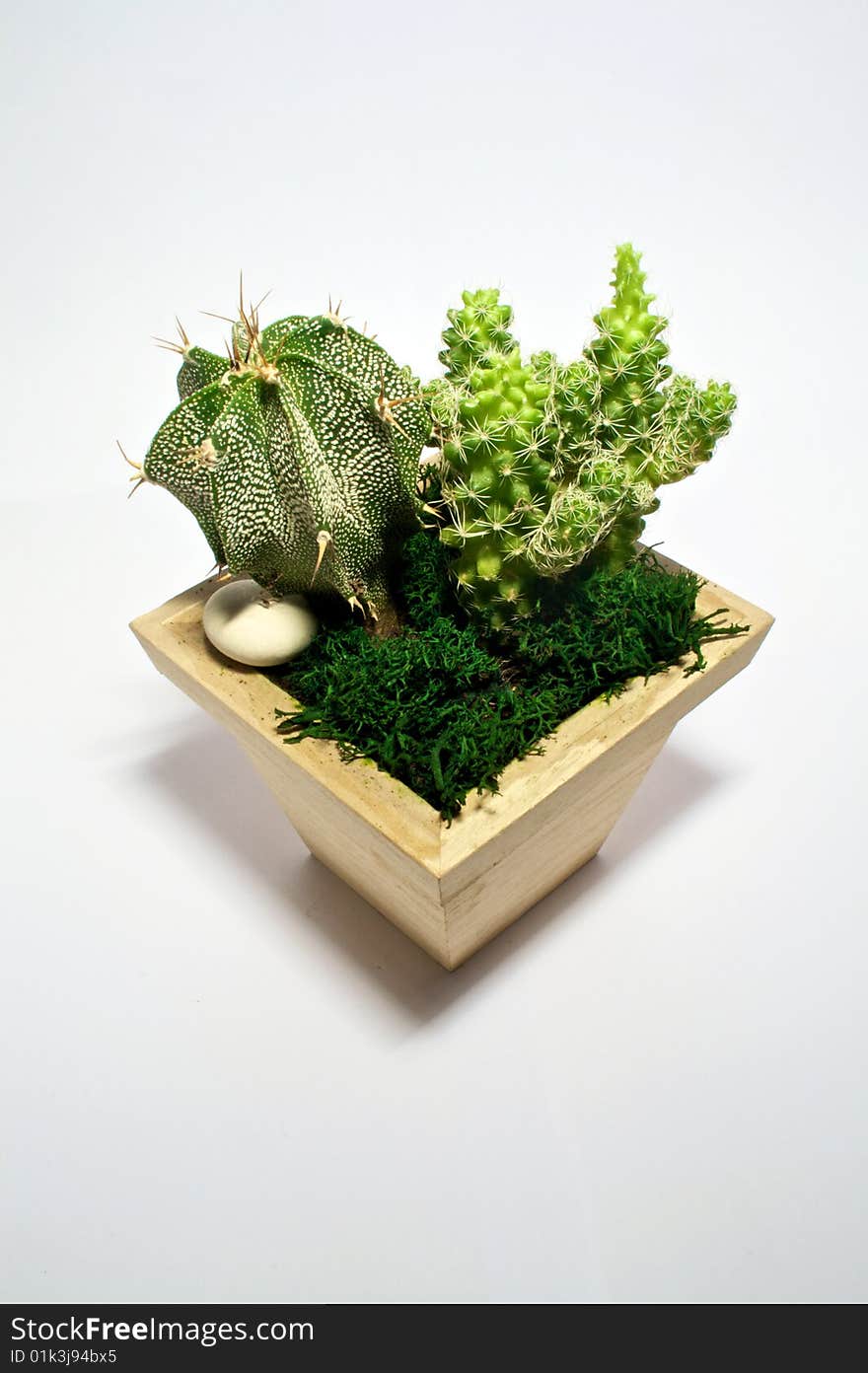 Succulent couple