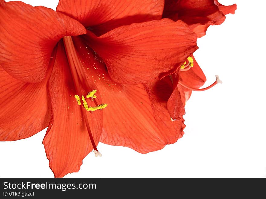 Deep beautiful orange flower, nature. Deep beautiful orange flower, nature