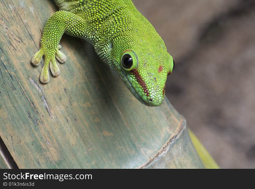 Gecko close up