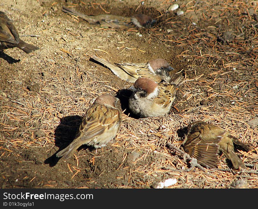 Sparrow bathe in the earth