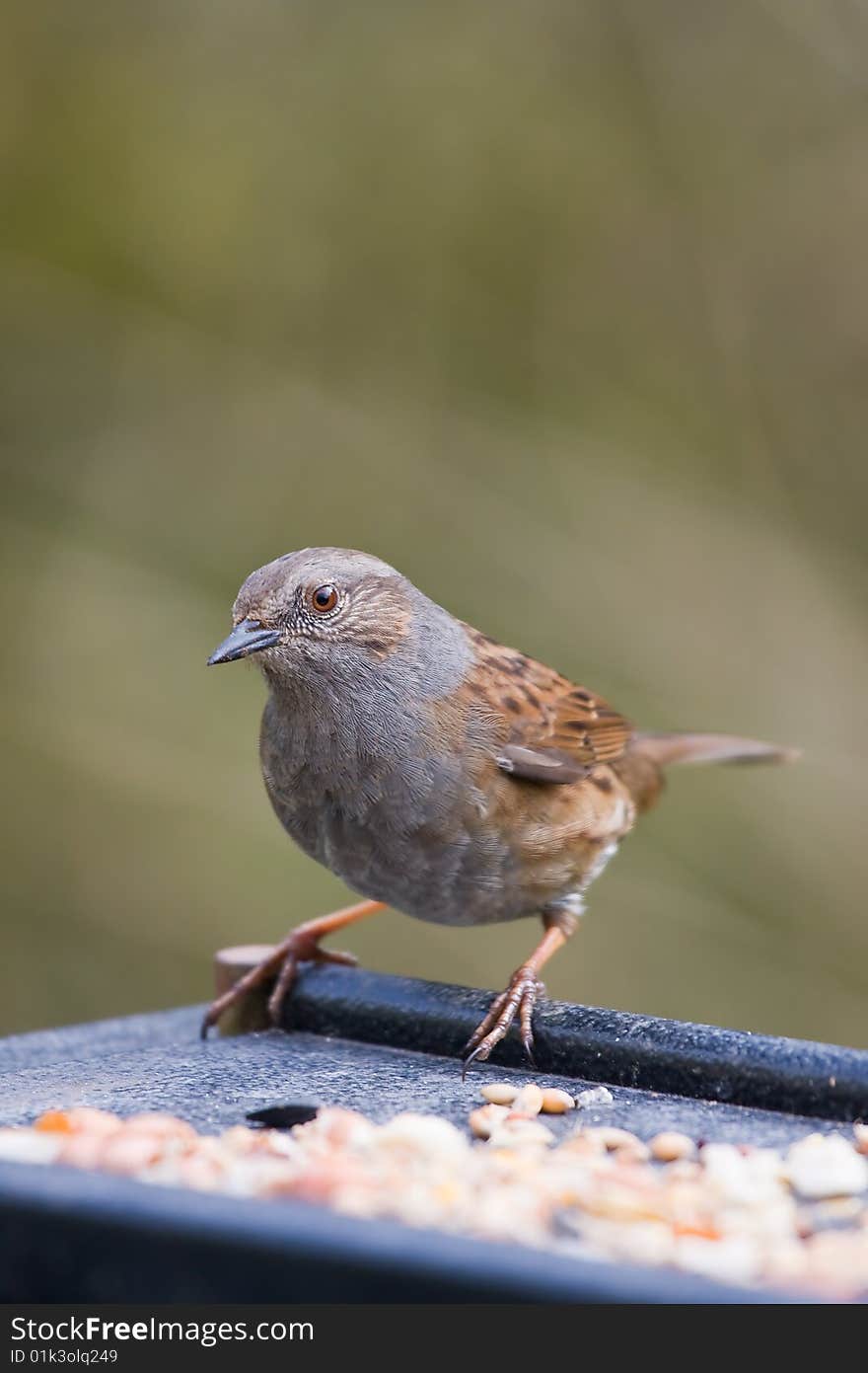 Uk Bird The Dunnock