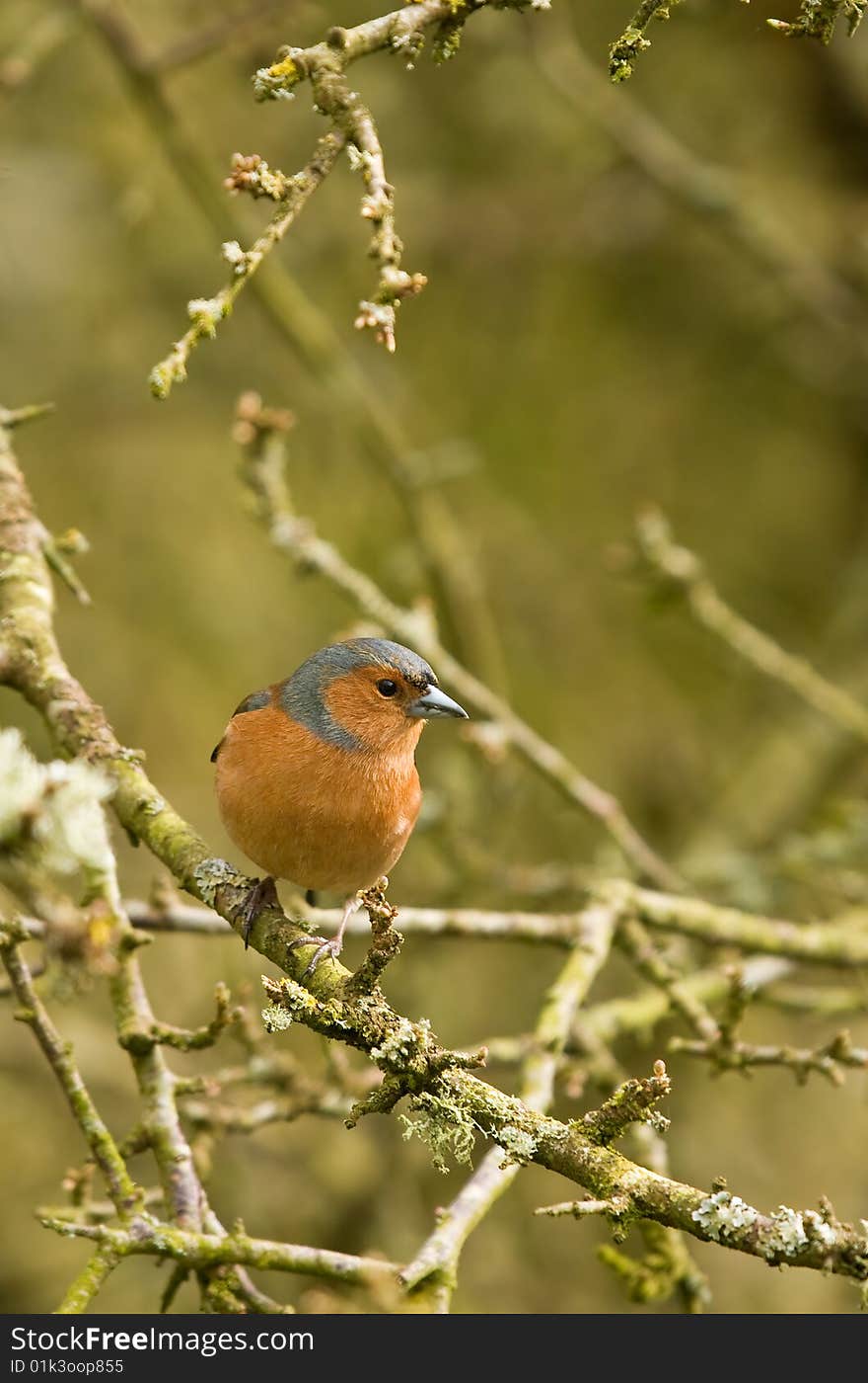 Close up shot of a brightly coloured chaffinch. Close up shot of a brightly coloured chaffinch