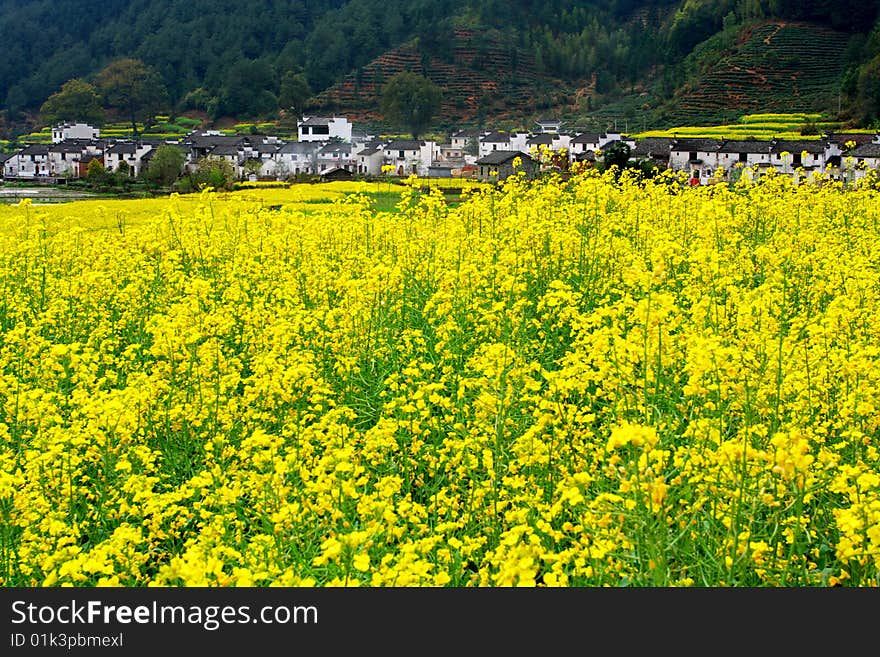 There are many flowers in a village. There are many flowers in a village