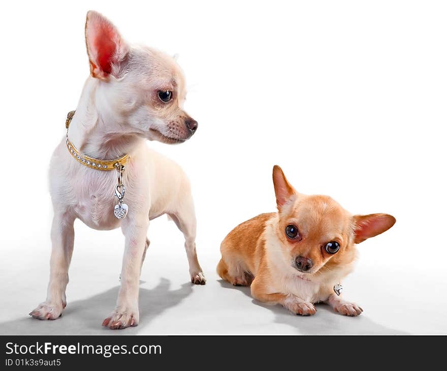 Two chihuahua breed female on white background. Two chihuahua breed female on white background