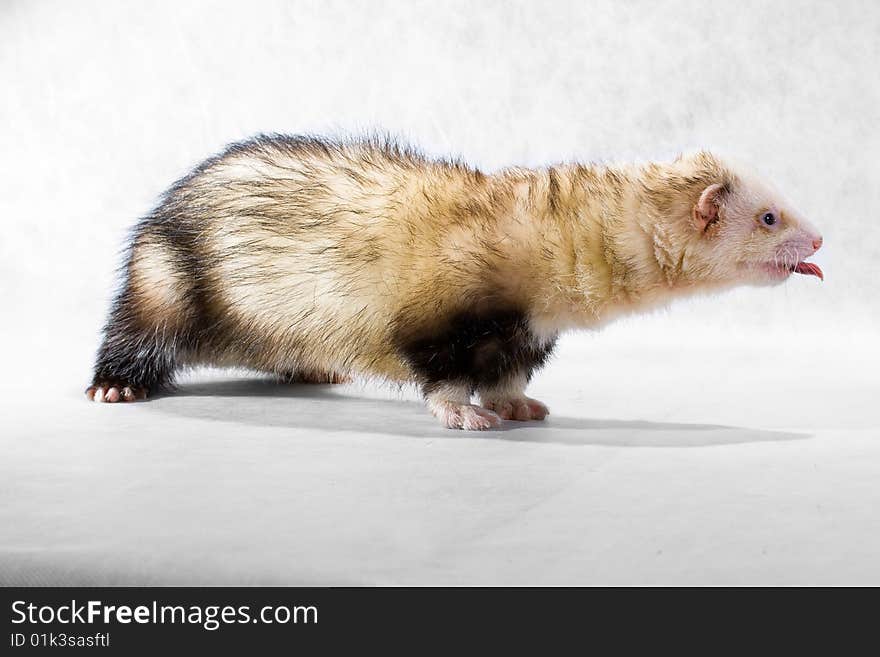 Pet polecat on a white non-woven material background with a protruding tongue. Pet polecat on a white non-woven material background with a protruding tongue