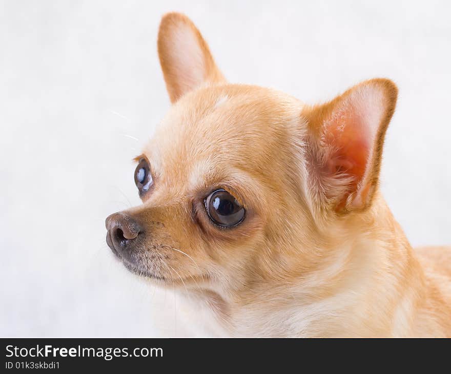 Chihuahua breed female on white background