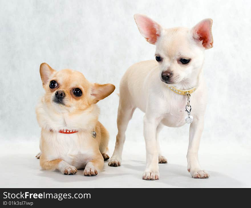 Two Chihuahua breed female on white background