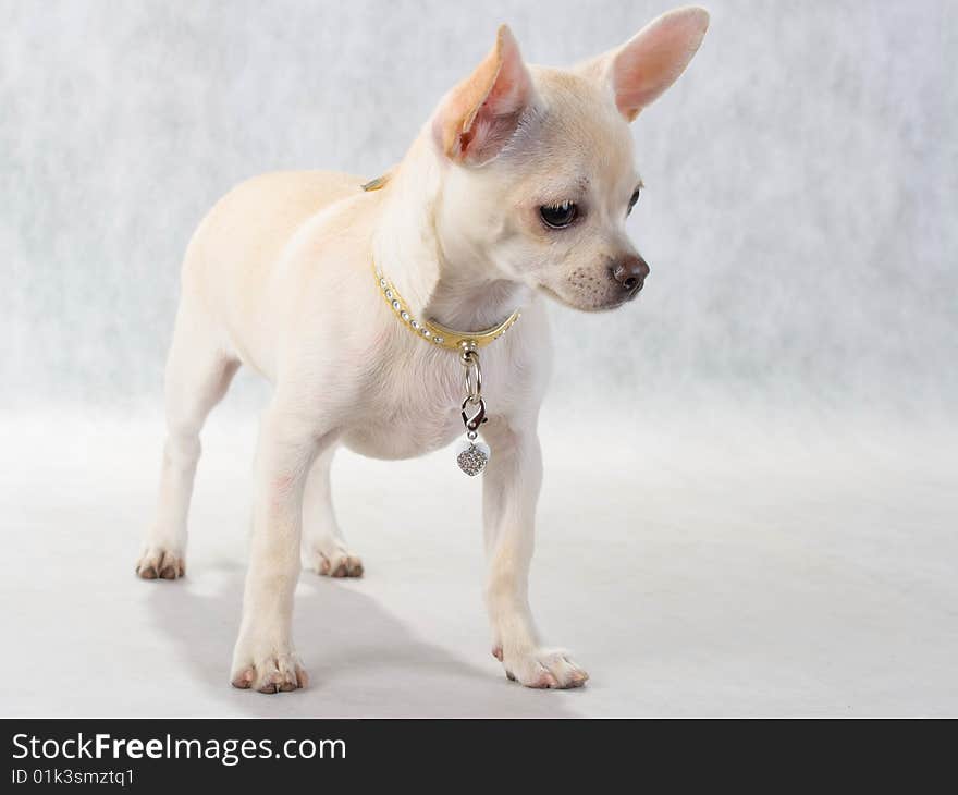 Chihuahua breed female on white background