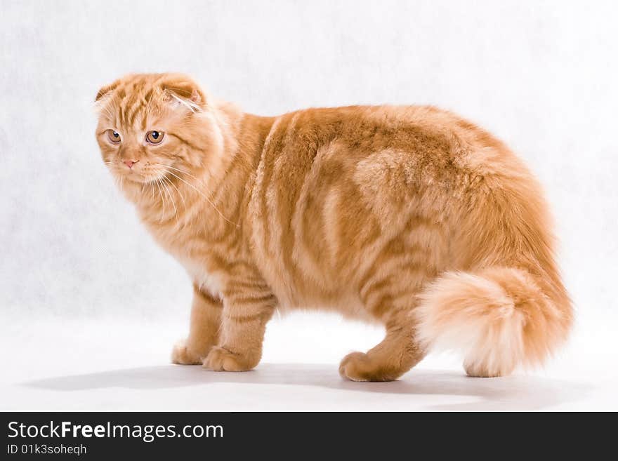 Cat breed Highland fold