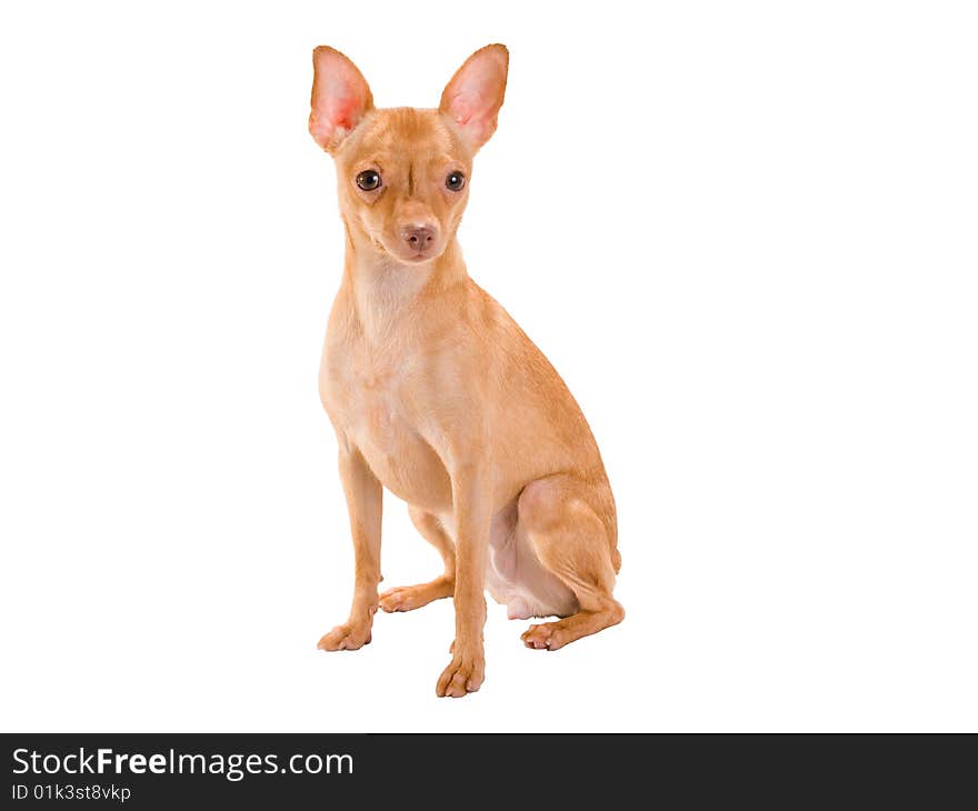 Toy-terrier.