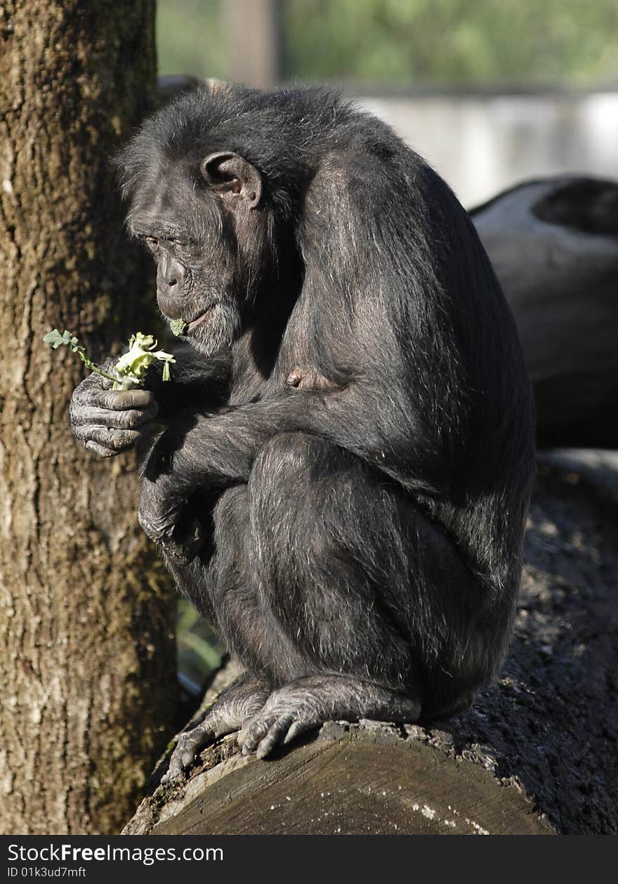 An adult chimpanzee bites into a broccoli crown. An adult chimpanzee bites into a broccoli crown.