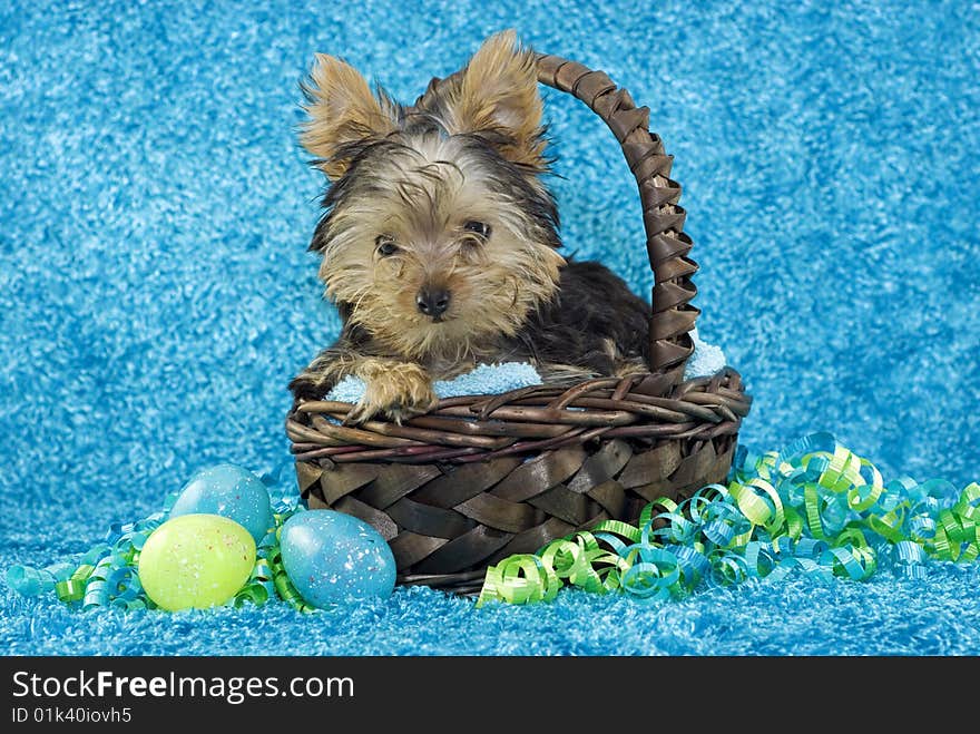 Yorkie Puppy in Basket with Easter Eggs