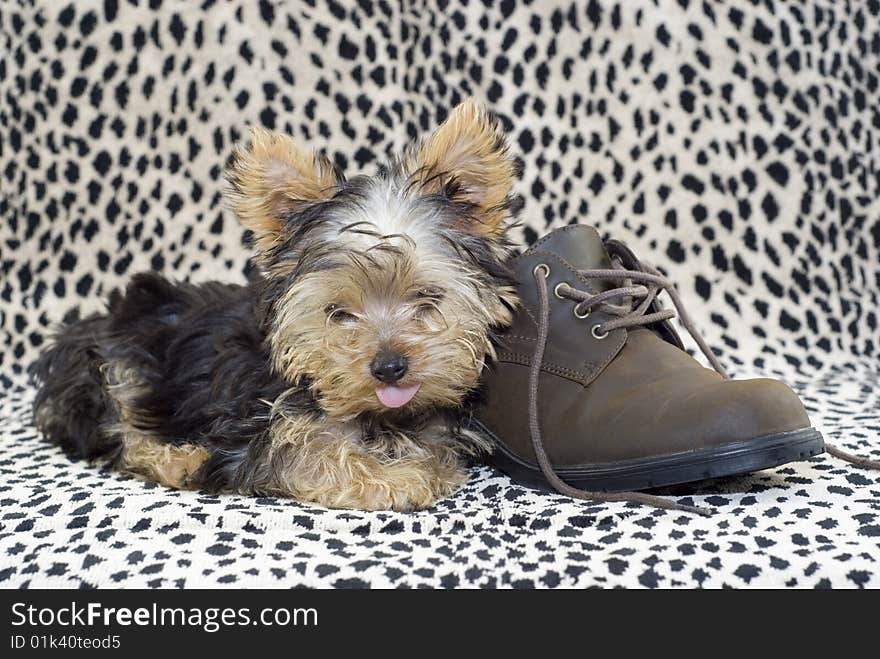 An adorable little four month old Yorkshire Terrier puppy with his tongue sticking out, lying beside a brown shoe with a leopard print background with copy space. An adorable little four month old Yorkshire Terrier puppy with his tongue sticking out, lying beside a brown shoe with a leopard print background with copy space