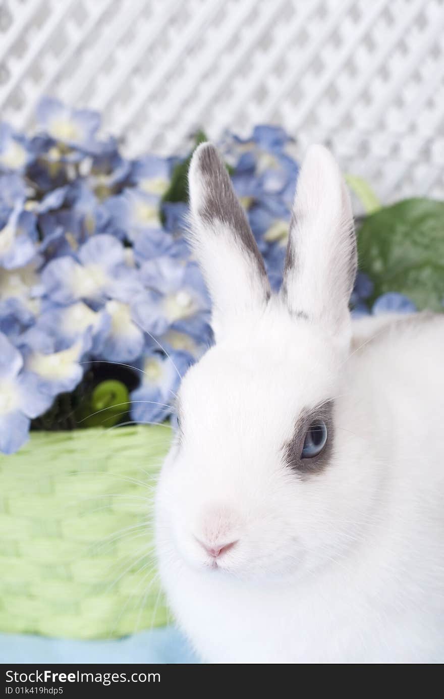 A closeup of a young white rabbit with focus on the rabbit and a green basket of blue flowers in the background, copy space. A closeup of a young white rabbit with focus on the rabbit and a green basket of blue flowers in the background, copy space