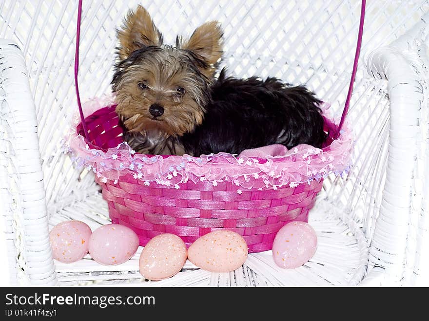 Yorkie Puppy in Pink Easter Basket