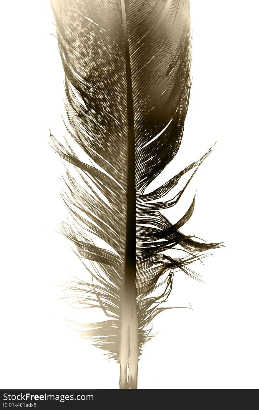 Feather