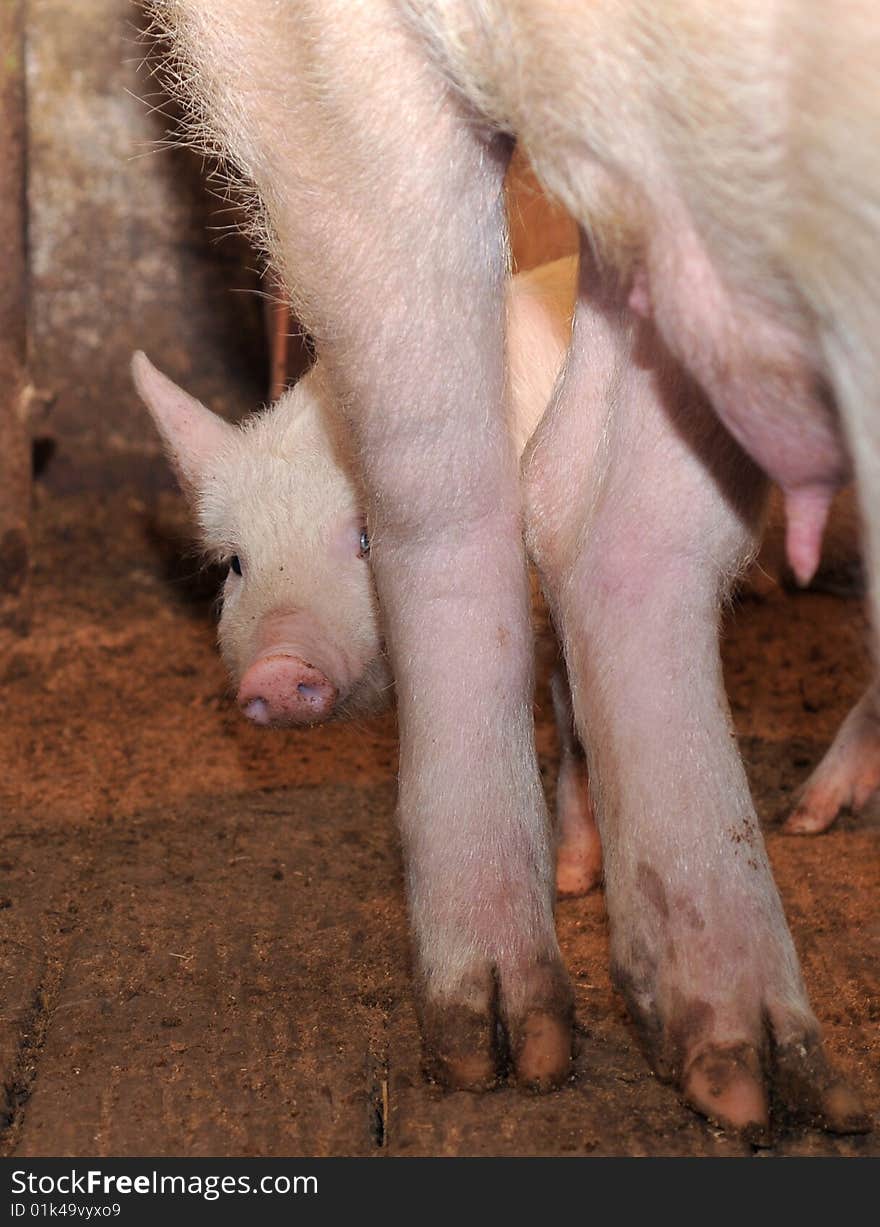 Small pig who searches for protection at mum. Small pig who searches for protection at mum