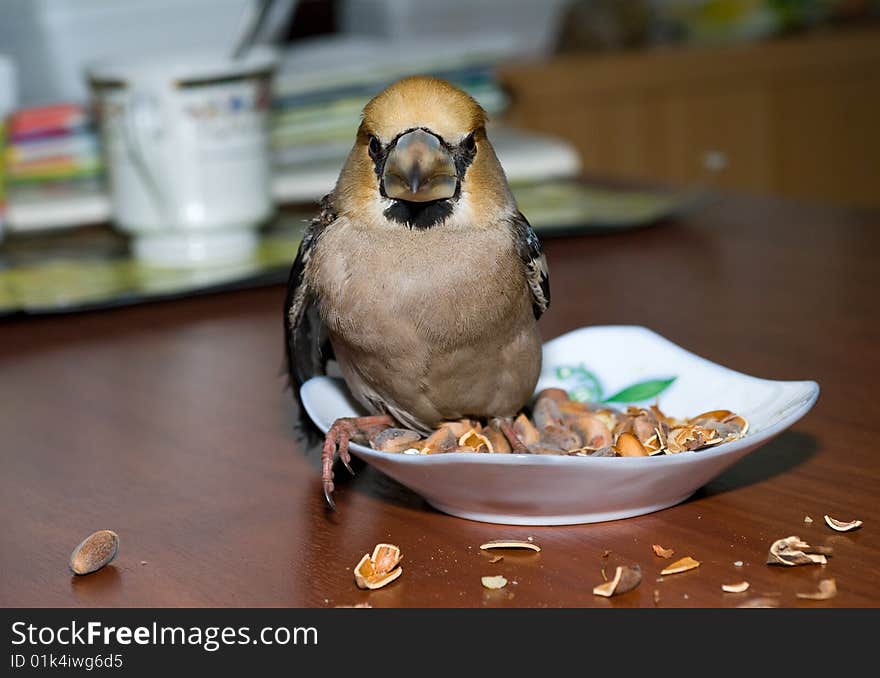 Bird Hawfinch 2