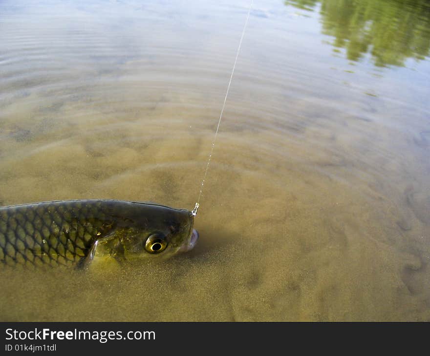 Chub caught on a fly during fly fishing trip on Drava river. Chub caught on a fly during fly fishing trip on Drava river