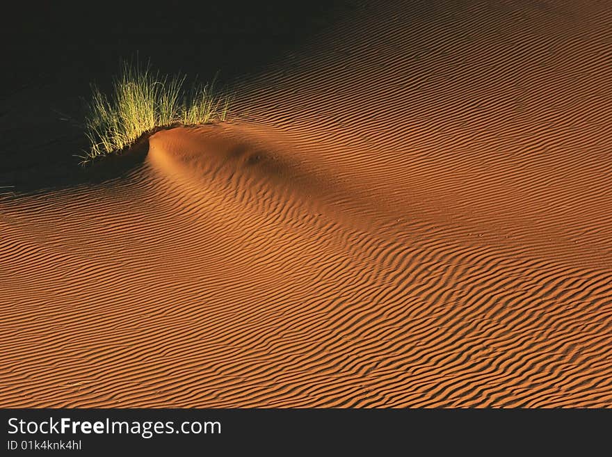 Morning light on the dune surface. Morocco.