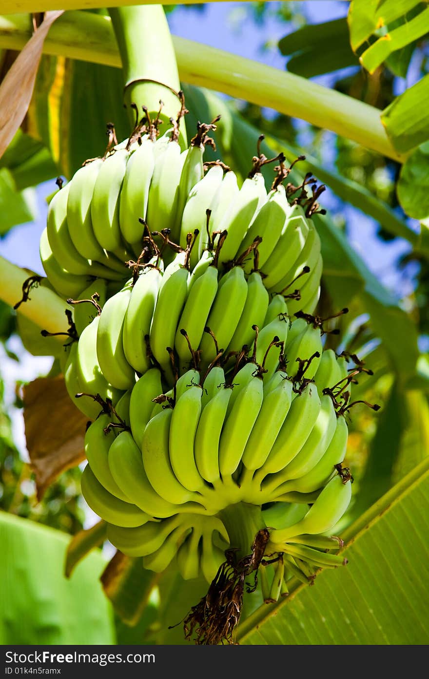 BANANAS