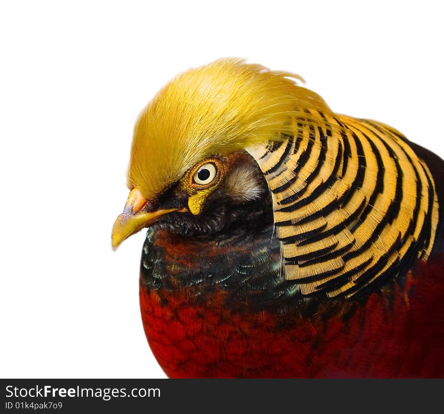 Golden Pheasant Closeup Isolated