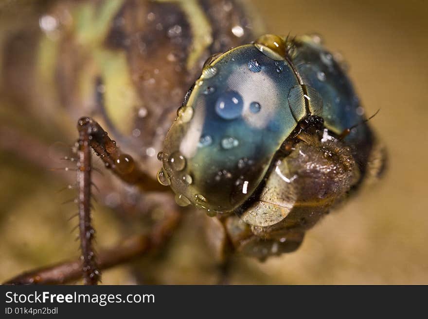 View highly magnified eye of a dragonfly