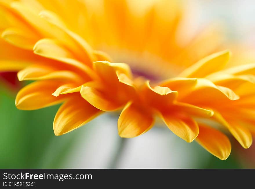 Close-up photo of yellow daisy-gerbera