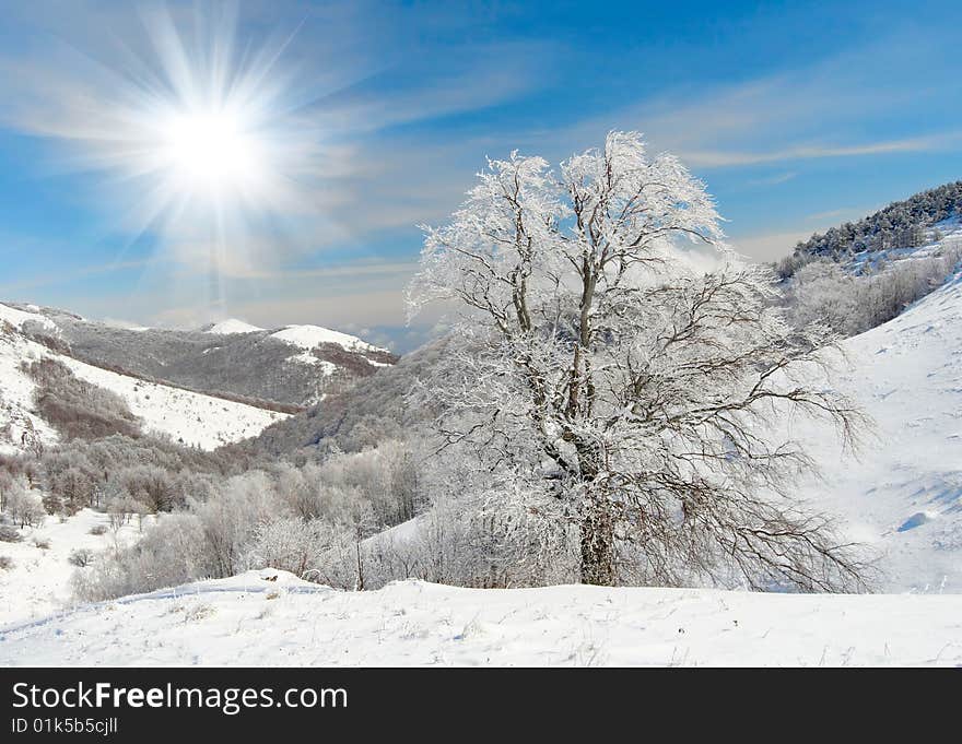 Frozen tree in mountains on sunny day. Frozen tree in mountains on sunny day