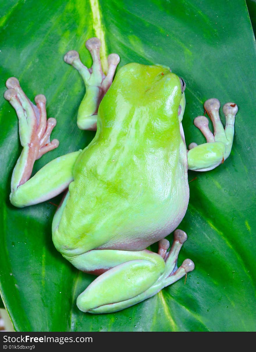 Two frogs