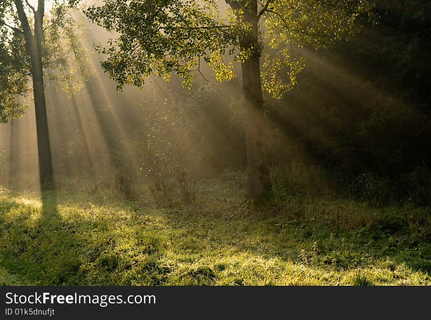 Trees in backlight