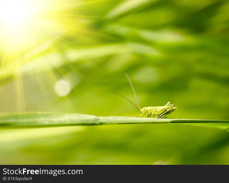 Grasshopper on grass background on sunny day