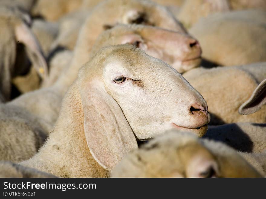 Featured clippings of a sheep in the midst of the flock