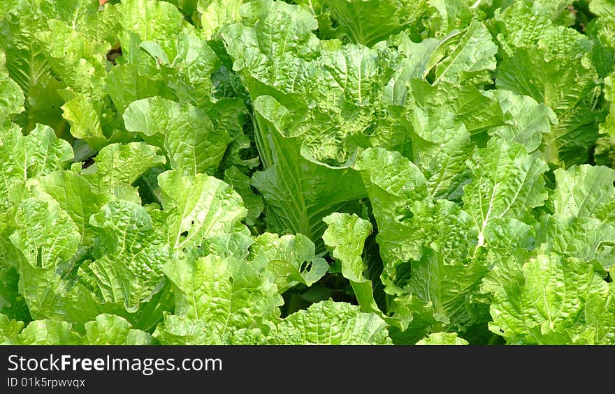 Fresh green vegetable on farmland